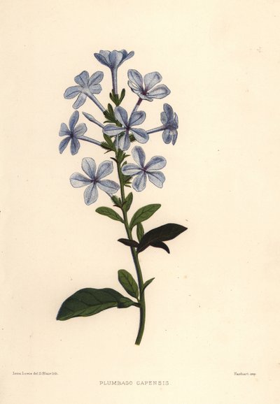 Plumbago azzurro o piombaggine del Capo, Plumbago auriculata (Plumbago capensis) da Unknown
